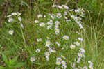 Purplestem aster